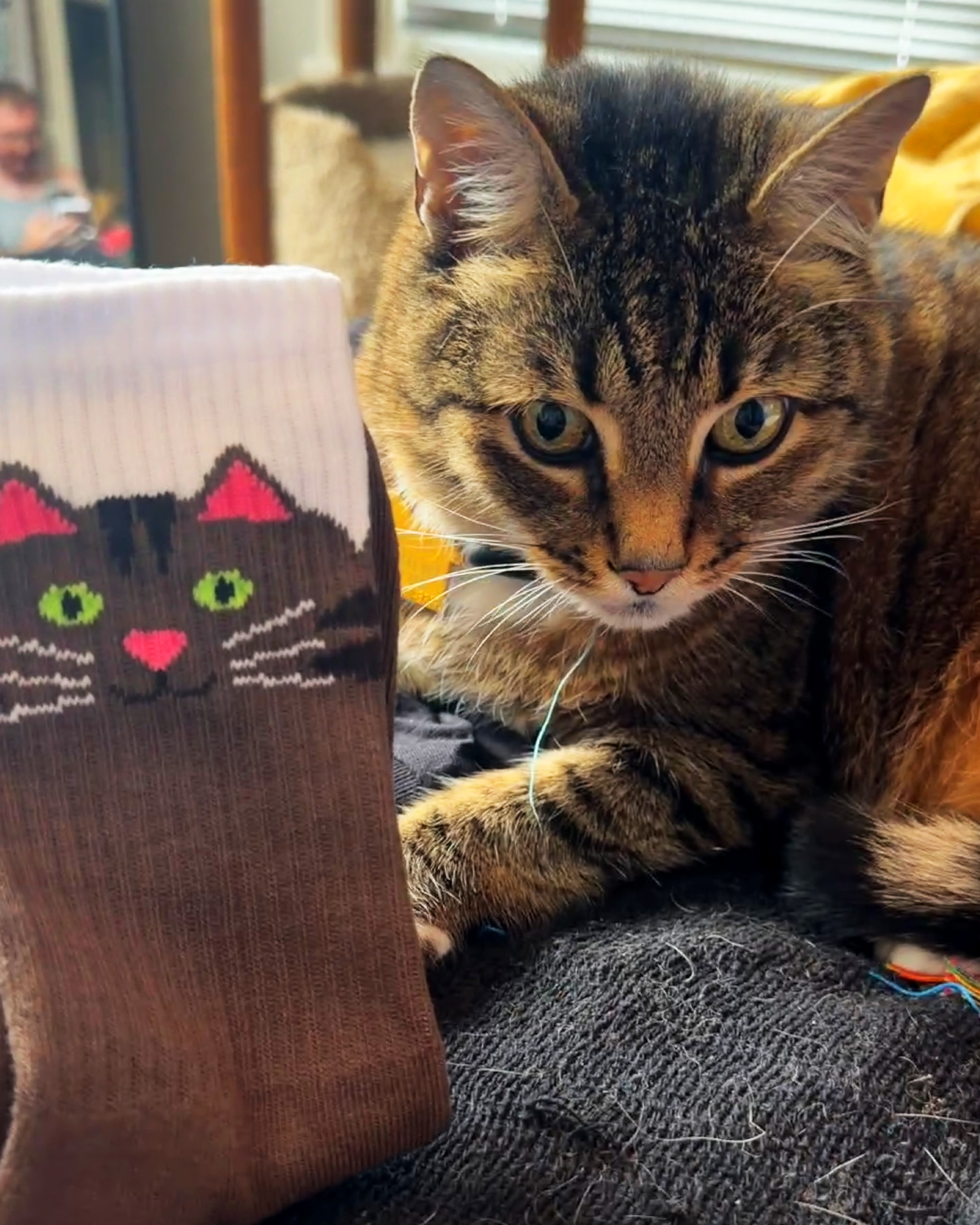 'Feline Faces' Socks Collection v2